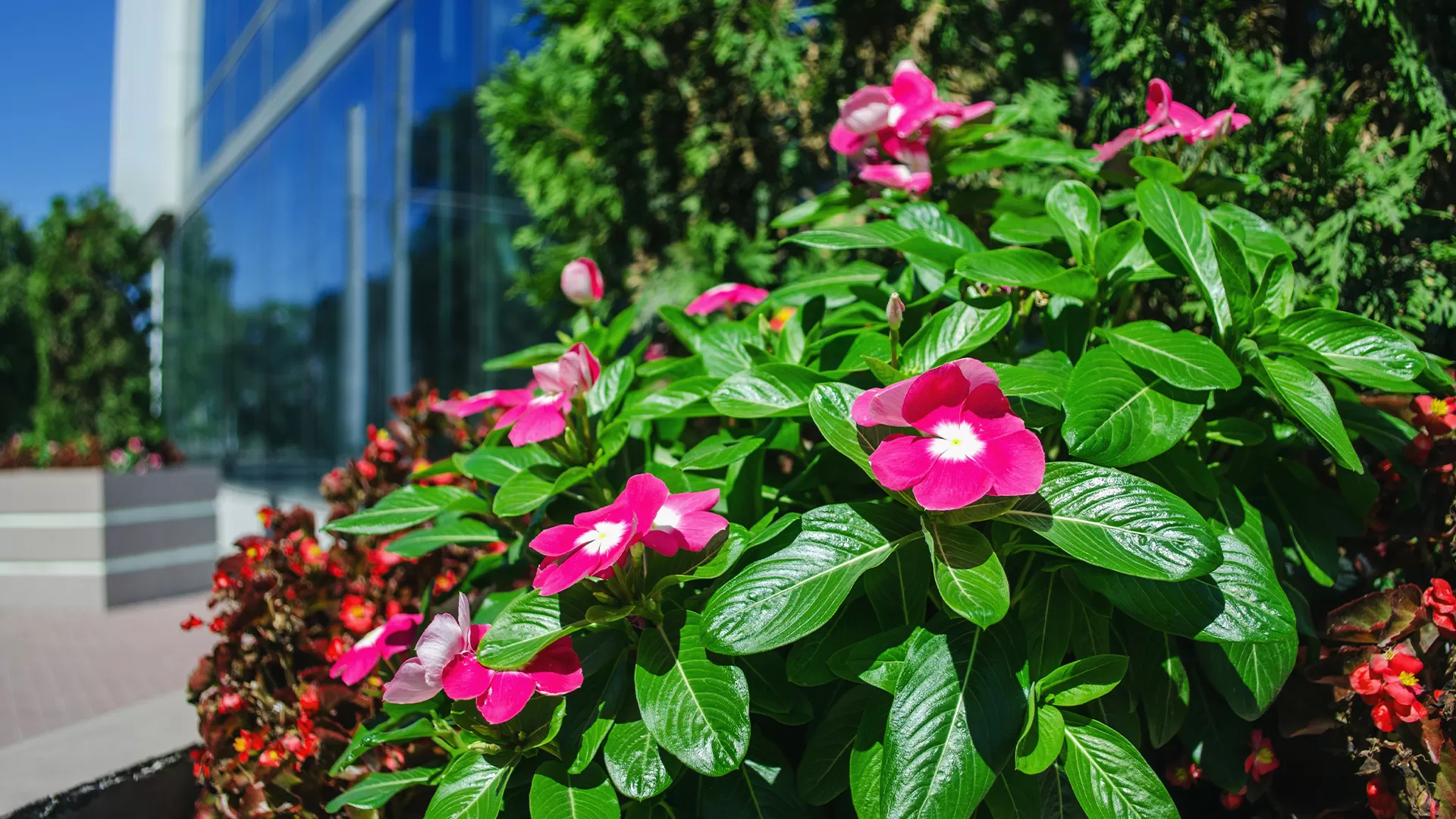 Commercial Horticultural Services Landcaping Company In Southeast Mi