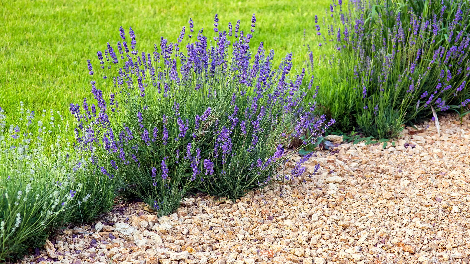 Commercial Mulching And Decorative Stone Installation Company Near Me