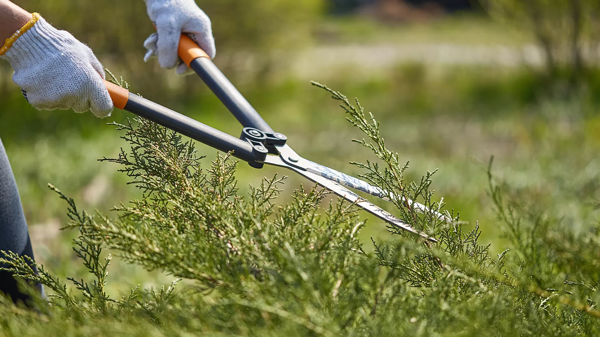 Southeast Mi Residential Shrub And Tree Services Company